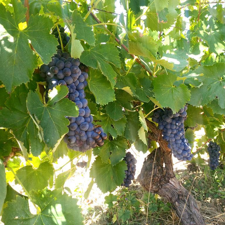 Agriturismo San Giusto Монтиано Екстериор снимка